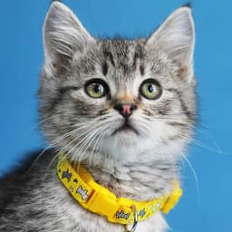 SUNREN 🐳 | BROXA ⚛️😸